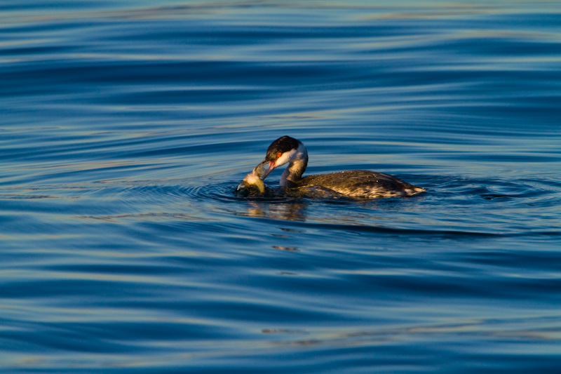 Horned Grebe Eating Fish